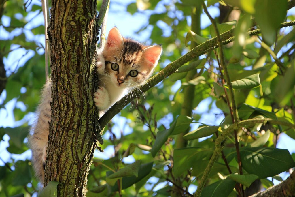 A proteção espoiritual dos gatos 