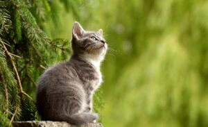 A proteção espoiritual dos gatos