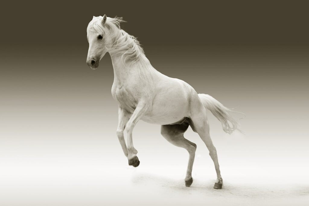 Sonhar com cavalo: Saiba todos os significados!
