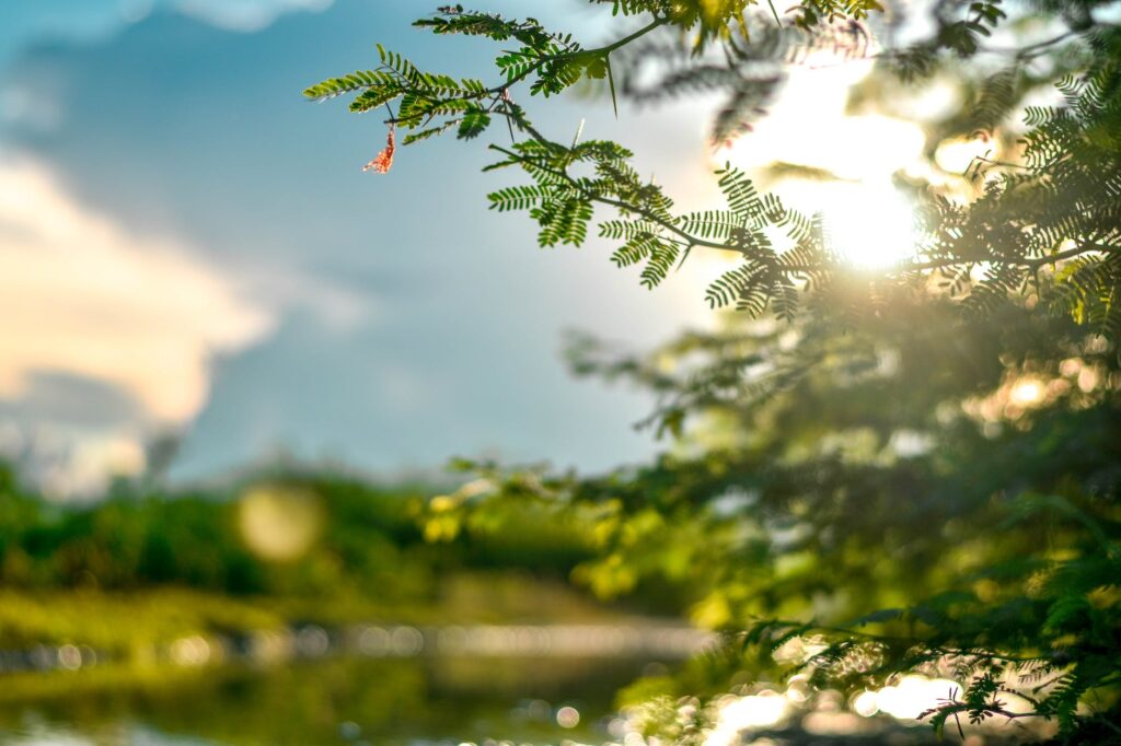 selective focus photo of leaves