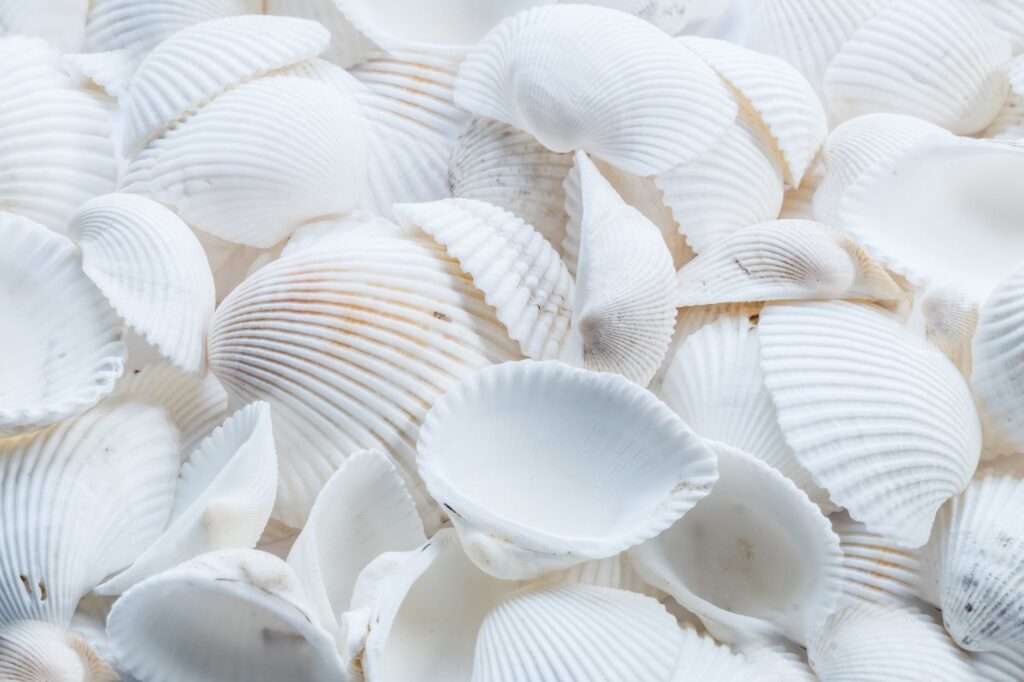 close up photography of white shells