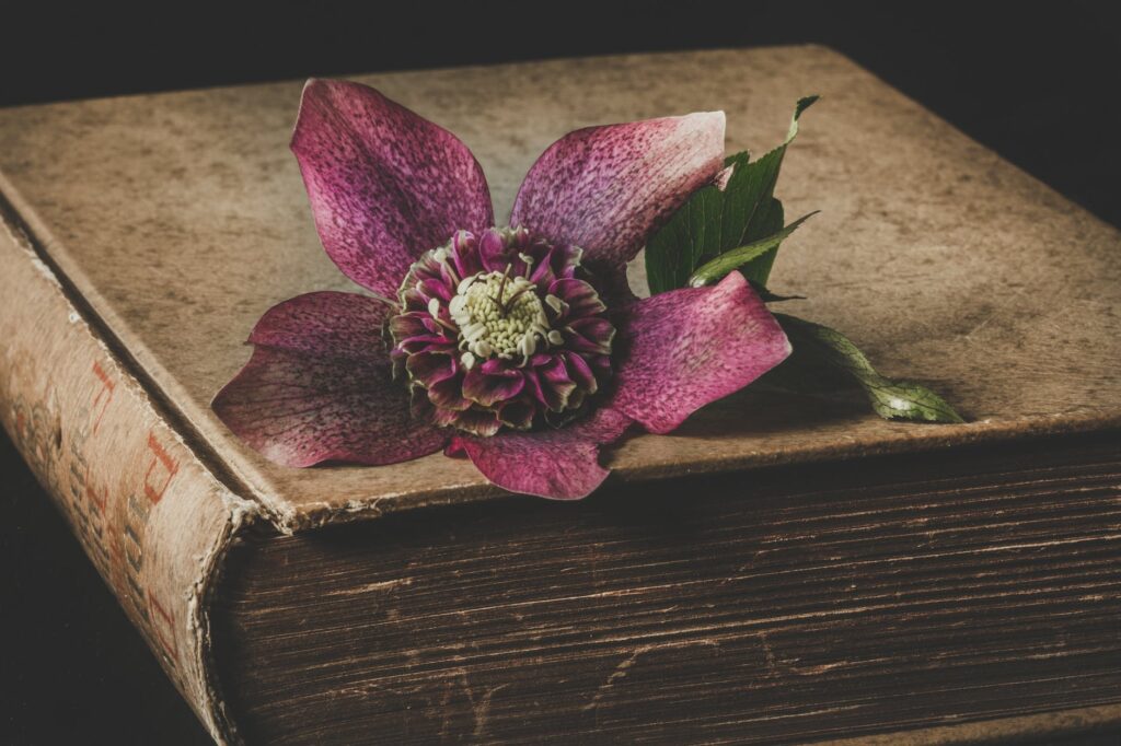 maroon flower on top of brown book