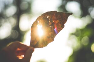 person holding brown leaf