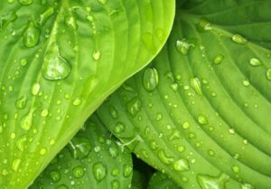 water dews on green leaves