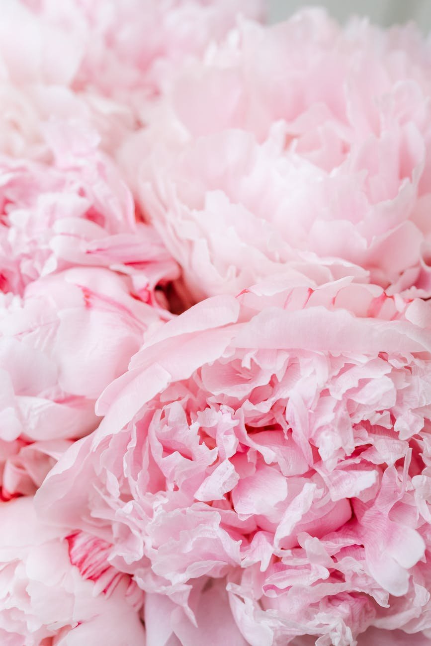 close up of pink flowers