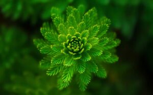 green leafed plant selective focus photography