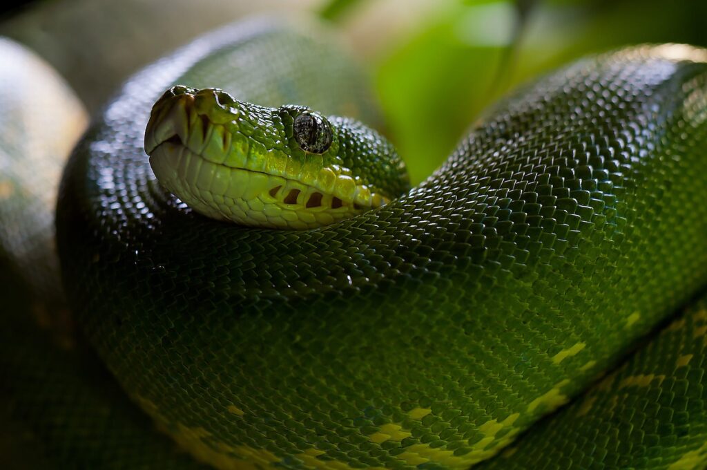 Sonhar com cobra: o que significa e seu simbolismo