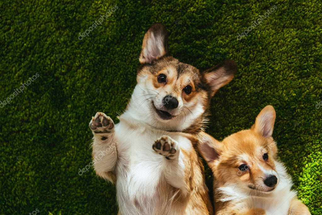 adorable welsh corgi dogs laying on green lawn
